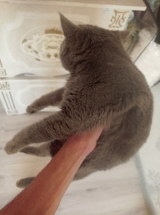 Skottish Strayt Sirre Sotiladi