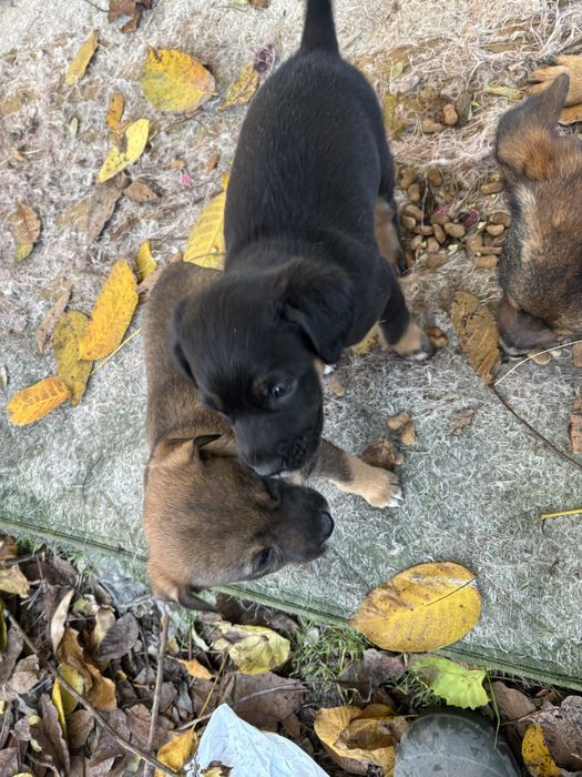 Кученца малка порода