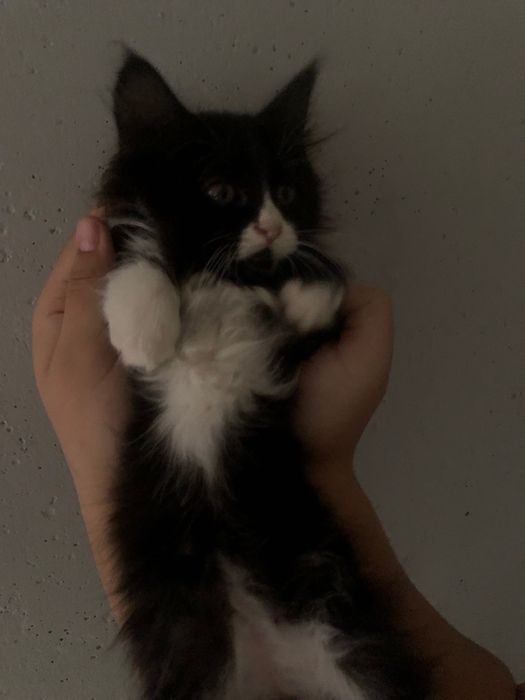 породистые котята