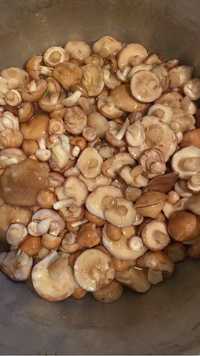 Продам грибы маслята