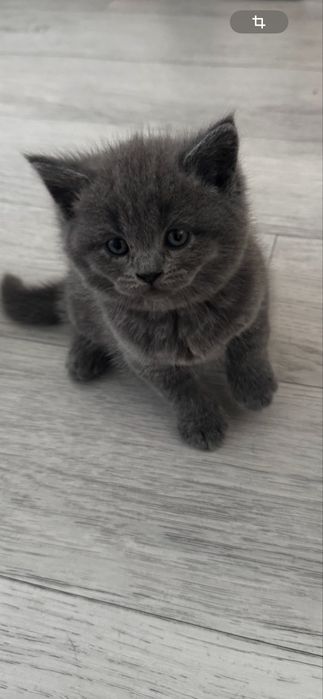 Котята  страйт мальчик голубой