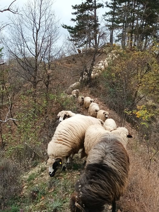 Oi turcane de vânzare