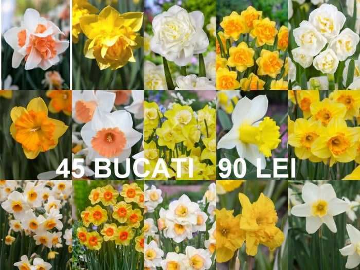 Bulbi de narcise de la 1 leu