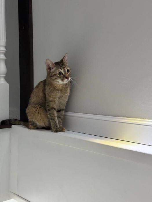 Отдам кошку в добрые руки