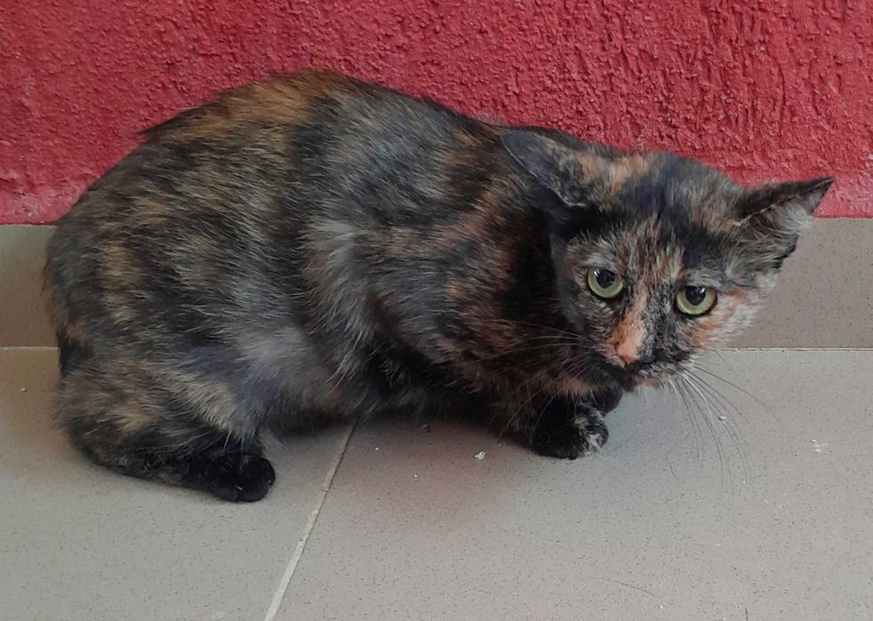 Adoptie pisica tortoishell castrata Hera