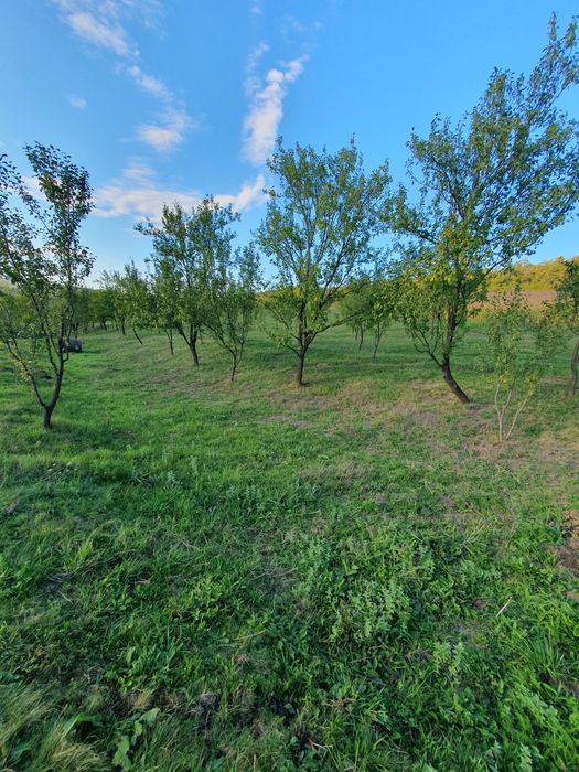 Livada de pomi tineri