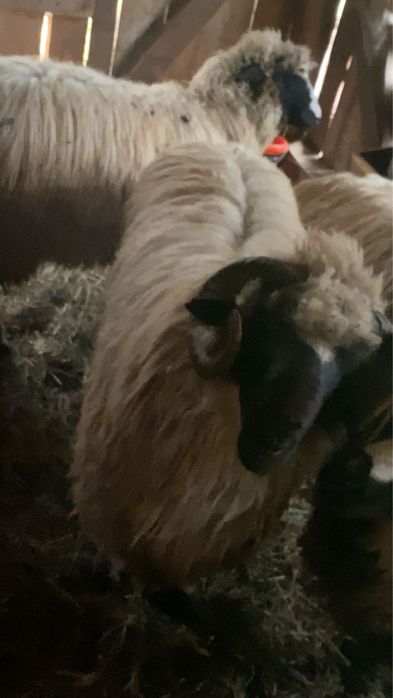 Berbec cu capul negru