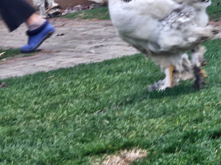 Gainu Barahma hd de vanzare