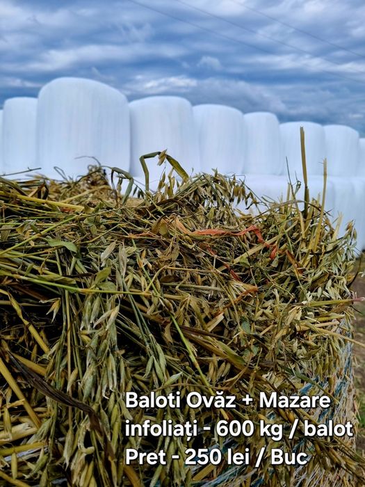 Baloți de lucernă,  fân,  borceag