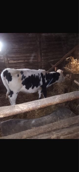 Ұрғашы сатамын .