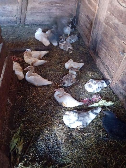 Vând rete mute cu tot cu bobocei de rata