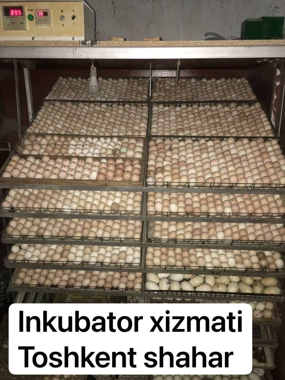 Inkubator xizmati xar xil tuxumlardan jo'ja ochirib beramiz