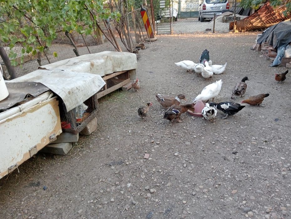 Vând rate,găini,porumbei  v,,iepuri,găini pitice sacrificate sau