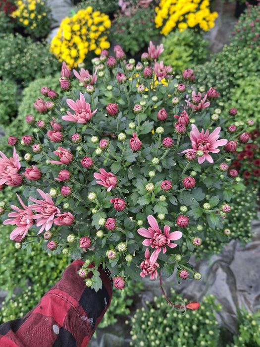 Vând crizanteme diverse culori