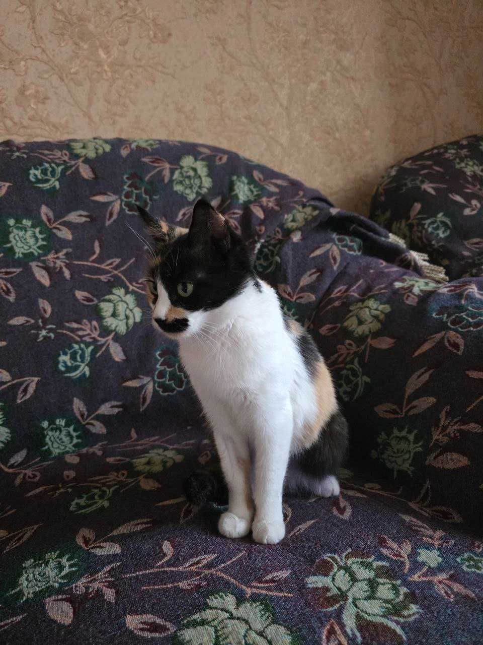 Пристраивает трёхцветная кошечка.