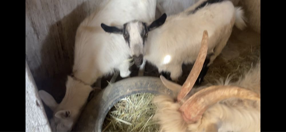 Распродажа коз, срочно Альпийские, и зааненские