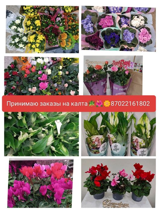 Комнатные цветы в горшочках