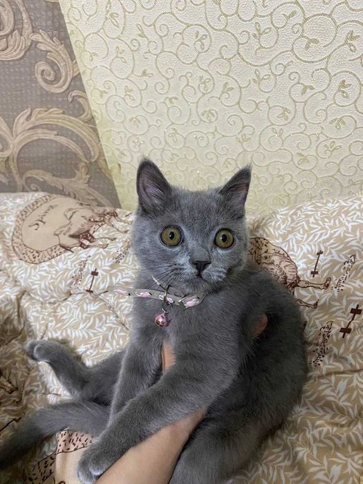 Продаётся котёнок