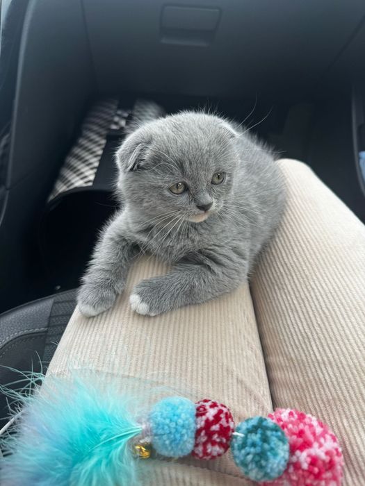 Pisica Scottish Fold