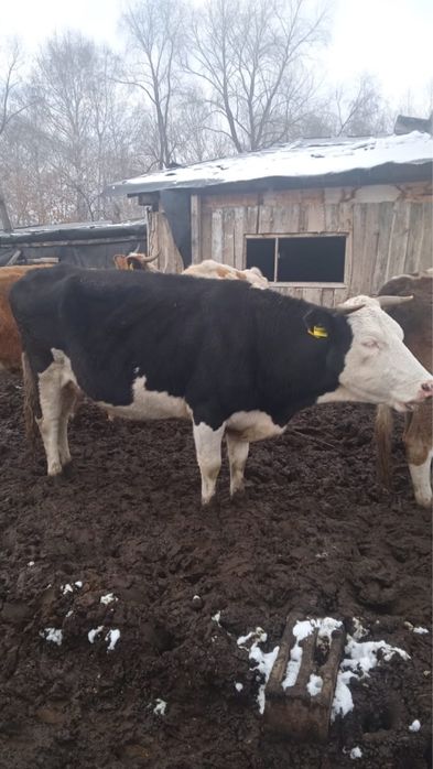 Продам коров 5 голов стельные