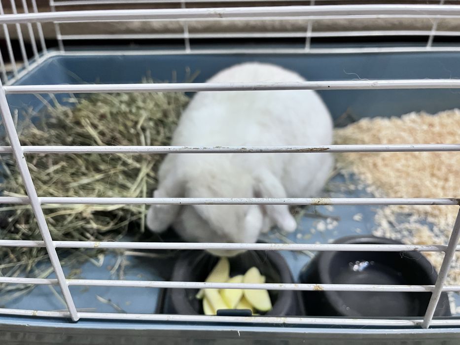 Продам Кроликов с клетками