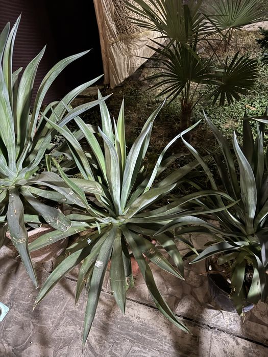 Shu gulla sotiladi xamasi kotasiyam bor kichkinasiyam bor