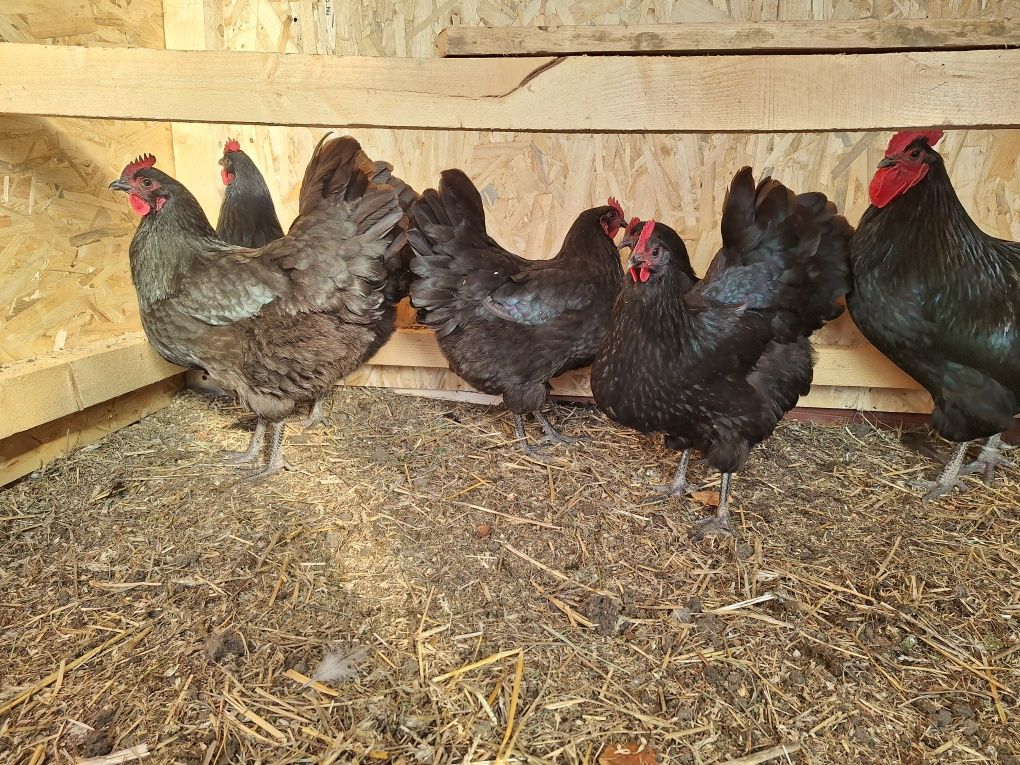 Familie 4+1 Australorp