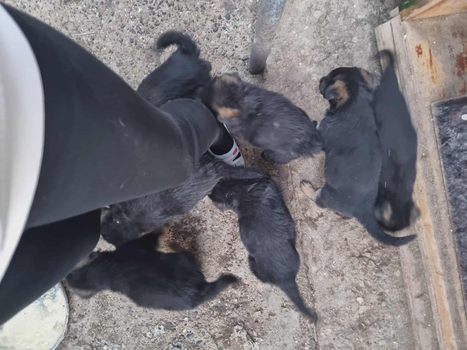 Продавам немски овчарки