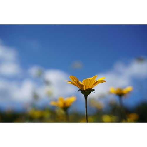 Sony FE 50mm F2.8 Macro Obiectiv Foto Mirrorless Montura Sony E