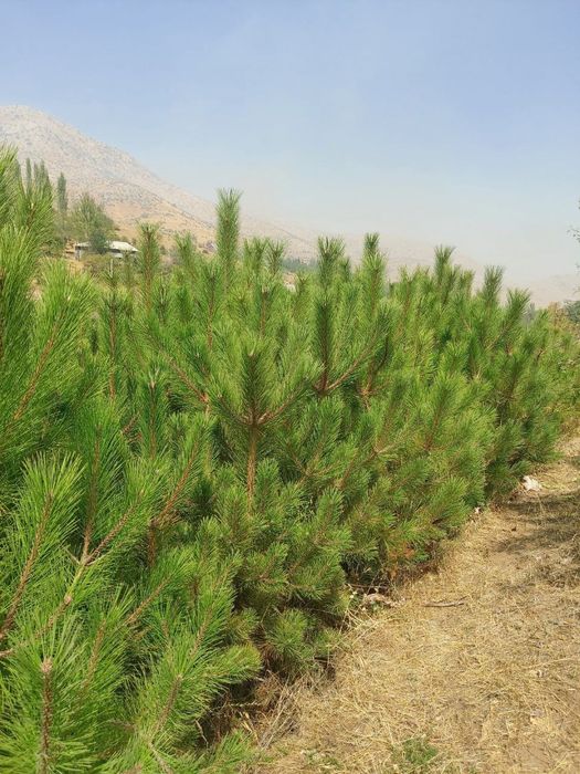 Манзарали дарахтлар, гуллар, арчалар этказиб берамиз