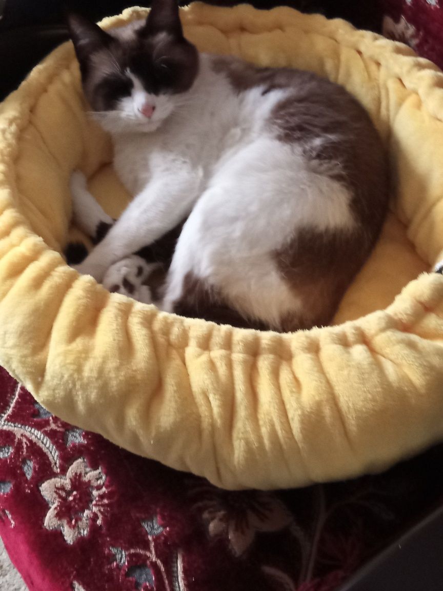 Кошке Люси нужен новый дом