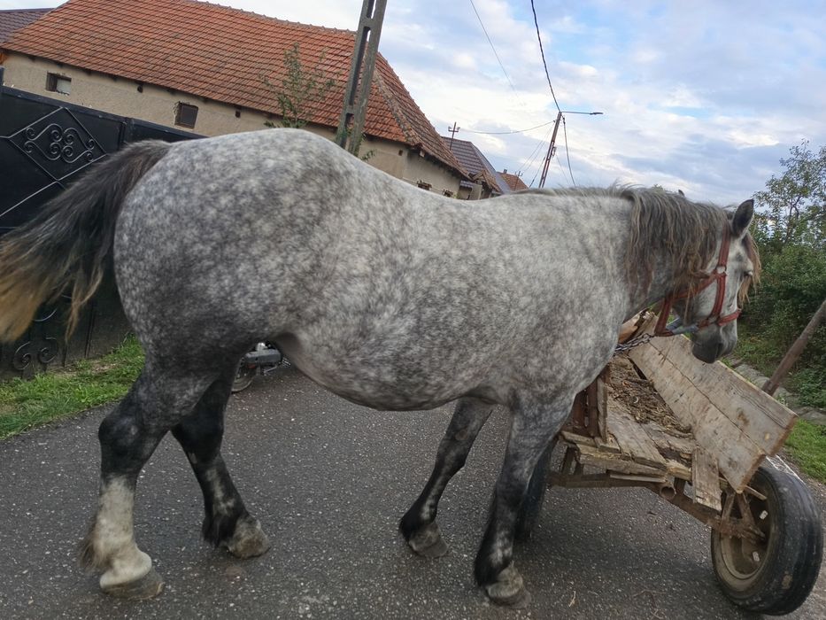 Vad o iapa și o manaza