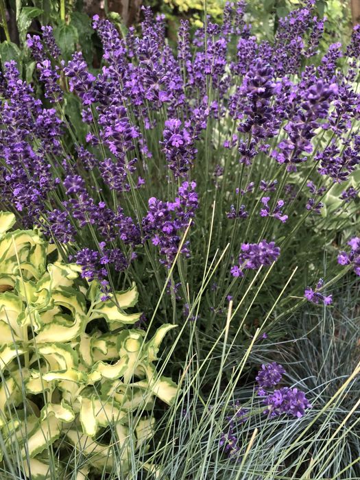 Лаванда темная южанка