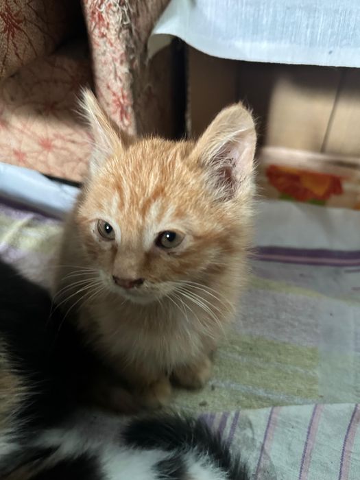 Бесплатно котята