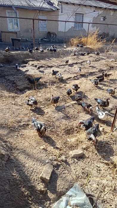 Ordak erkak qizbola kelishiladi srochna sotiladi