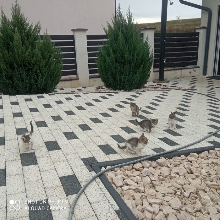 Donez pui de pisică