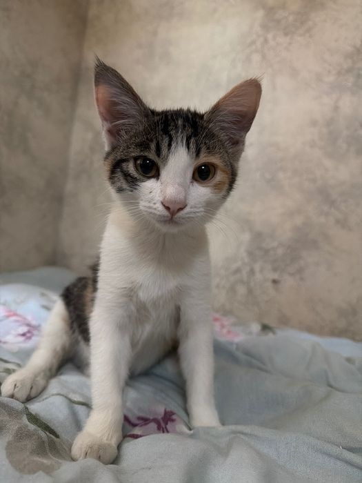 Срочно Отдаем 5 месячного Котю