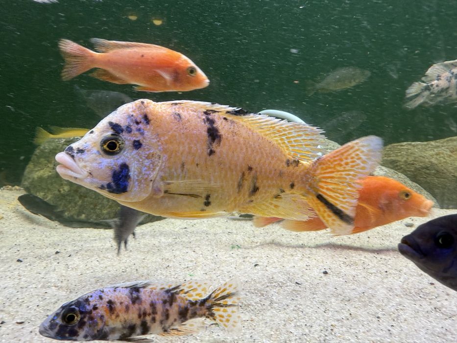 Ciclide africane- Pesti acvariu