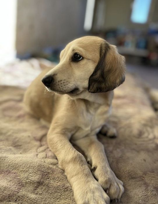 Продам щенка чистокровный казакски тазы или обмен на барана