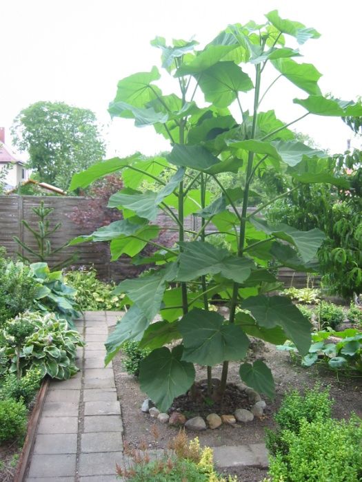 Paulownia tomentosa -Arborele printesei