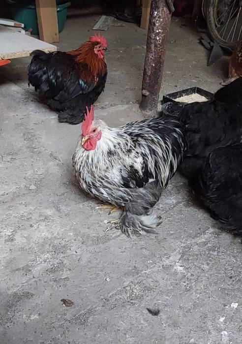 De vanzare Cocoșii Cochinchina pitic