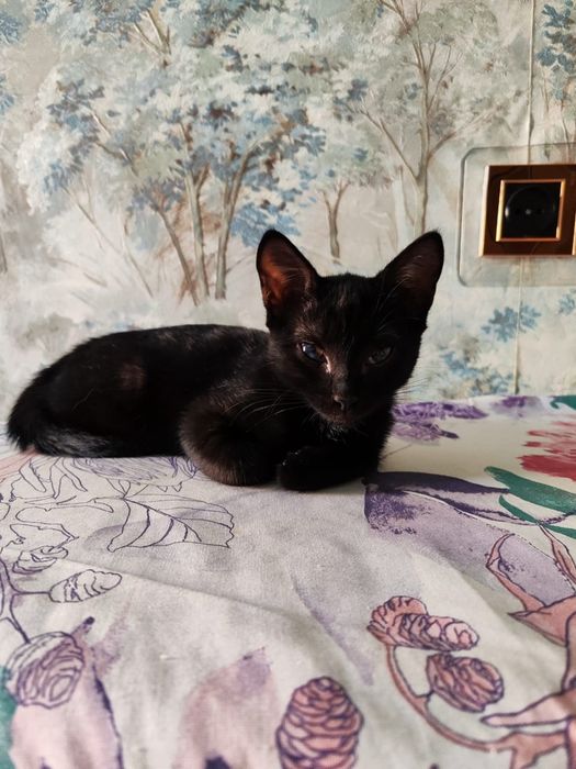 Отдам котика в добрые руки