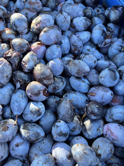 Vand borhot de prune