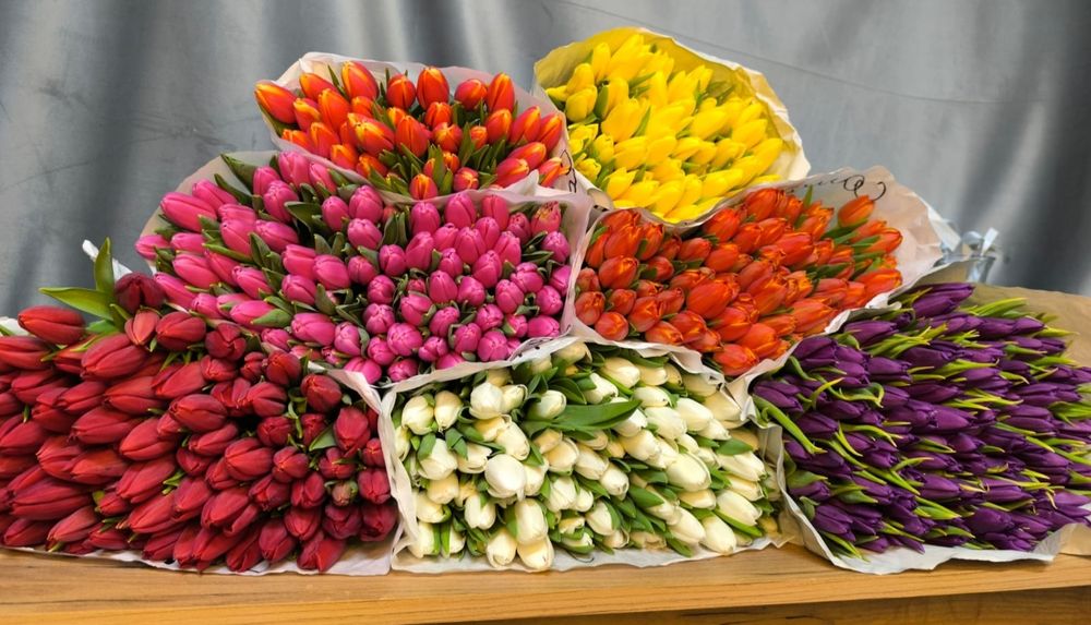 Тюльпаны ОПТОМ Кокшетау