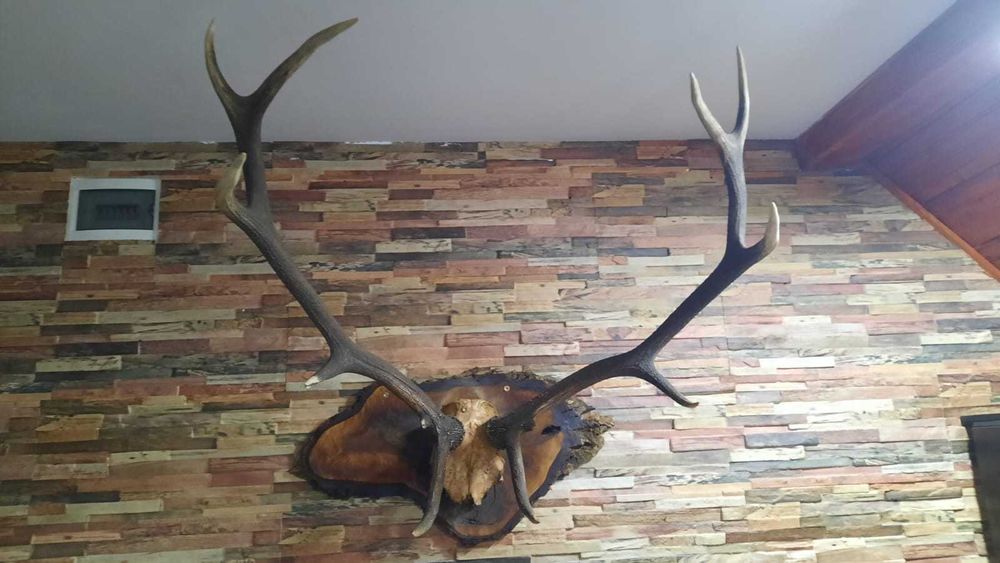 Trofeu cerb carpatin