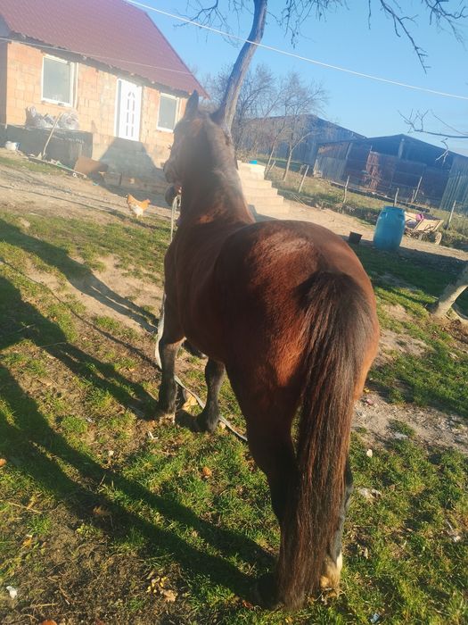 Vând Iapă bună de căruță