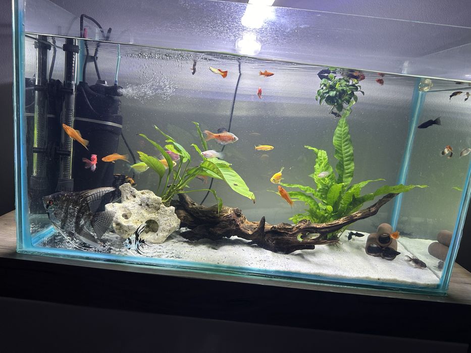 Acvariu 90 litri echipat complet.