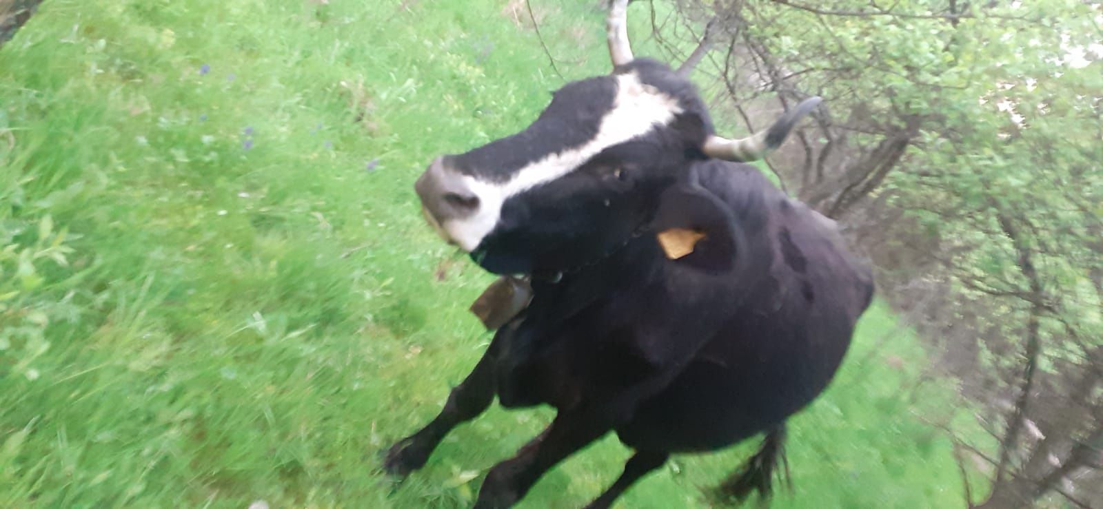 Vând vaca de 10 ani bună de lapte 11 litri de lapte la mulsoare