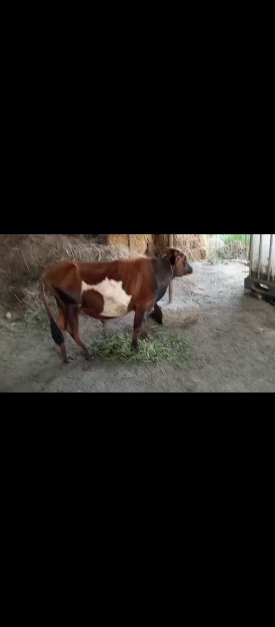 Buqa cha sifat yeyishi zor