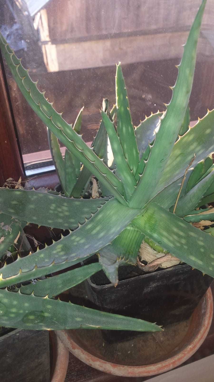 Aloe vera la ghiveci